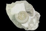 Ammonite (Ataxioceras) Fossil in Rock - Drügendorf, Germany #125852-1